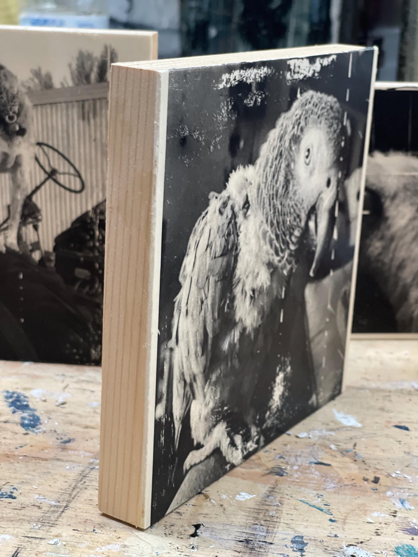 African Grey parrot, ink Transfer on Wood Panel, black and white. One of a kind, each transfer has subtle differences & unique qualities.