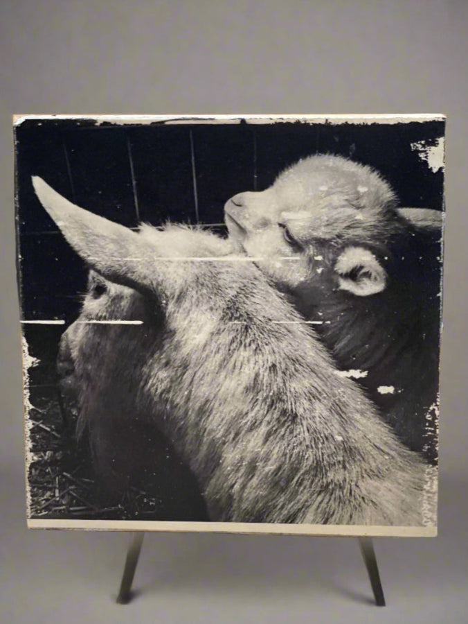 Baby goat Ink Transfer on Wood Panel, monochrome, black and white. One of a kind, each transfer has subtle differences & unique qualities.