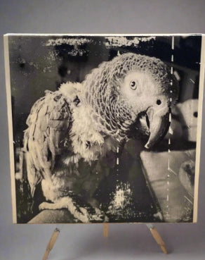 Custom image on Wood Panel – Created from your photo – Multiple Options and sizes - Black & White - Color - Hand painted colorized option