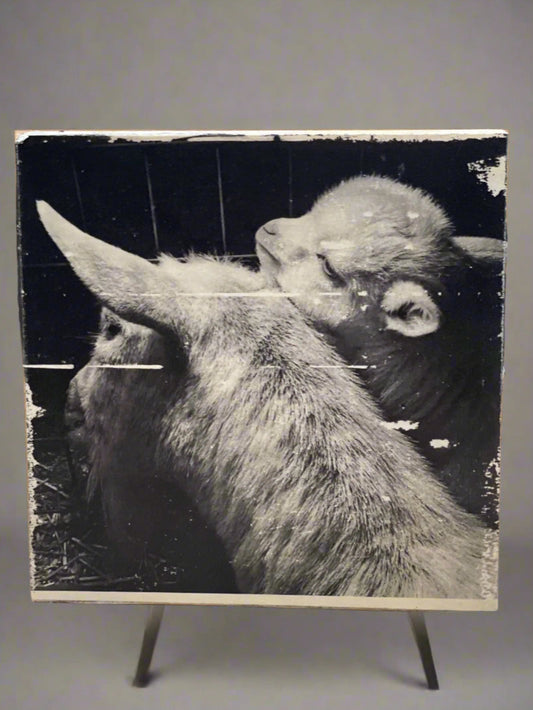 Baby goat Ink Transfer on Wood Panel, monochrome, black and white. One of a kind, each transfer has subtle differences & unique qualities.