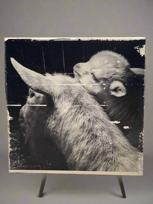 Baby goat Ink Transfer on Wood Panel, monochrome, black and white. One of a kind, each transfer has subtle differences & unique qualities.