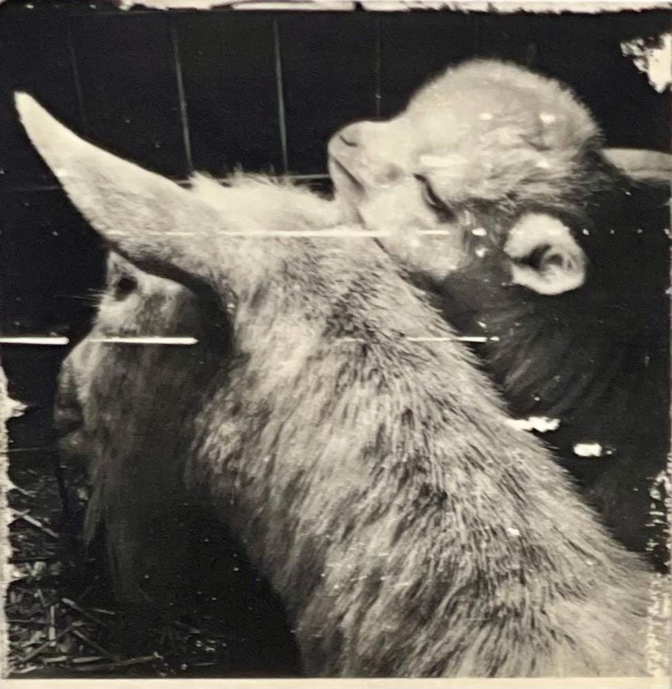 Baby goat Ink Transfer on Wood Panel, monochrome, black and white. One of a kind, each transfer has subtle differences & unique qualities.