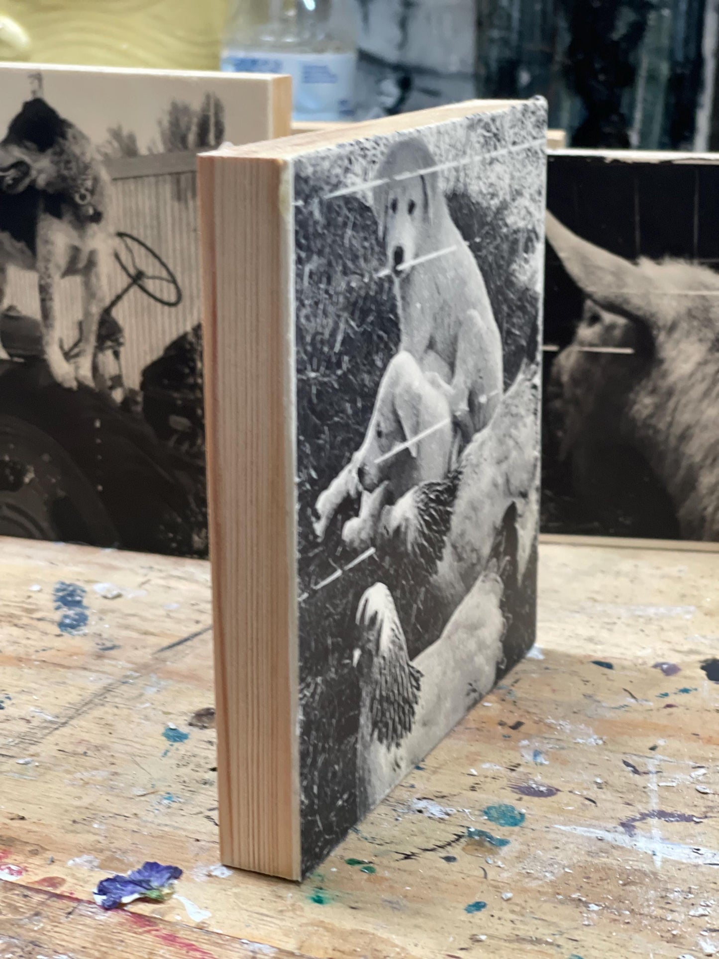 Akbash LGD pups with chickens | ink Transfer on Wood Panel | desk art | office decor | animal art | black and white | dog photograph