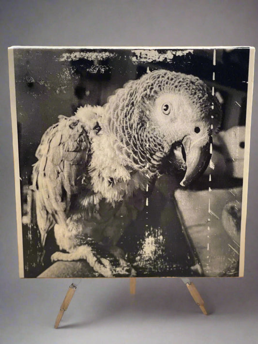 Black and white parrot on a textured surface