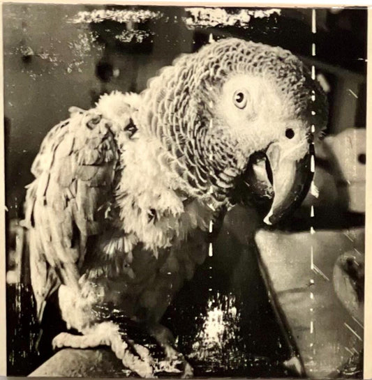 Black and white photo ink transfer of an African Grey parrot on Wood panel