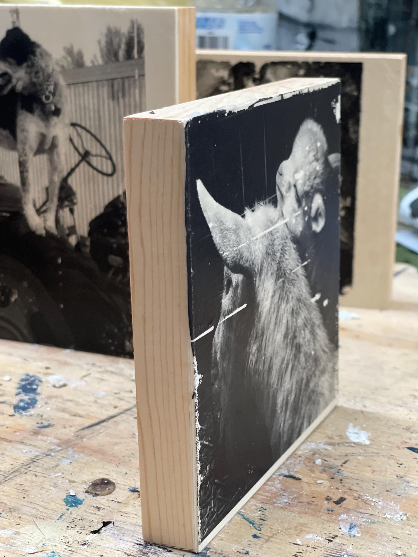 Baby goat Ink Transfer on Wood Panel, monochrome, black and white. One of a kind, each transfer has subtle differences & unique qualities.