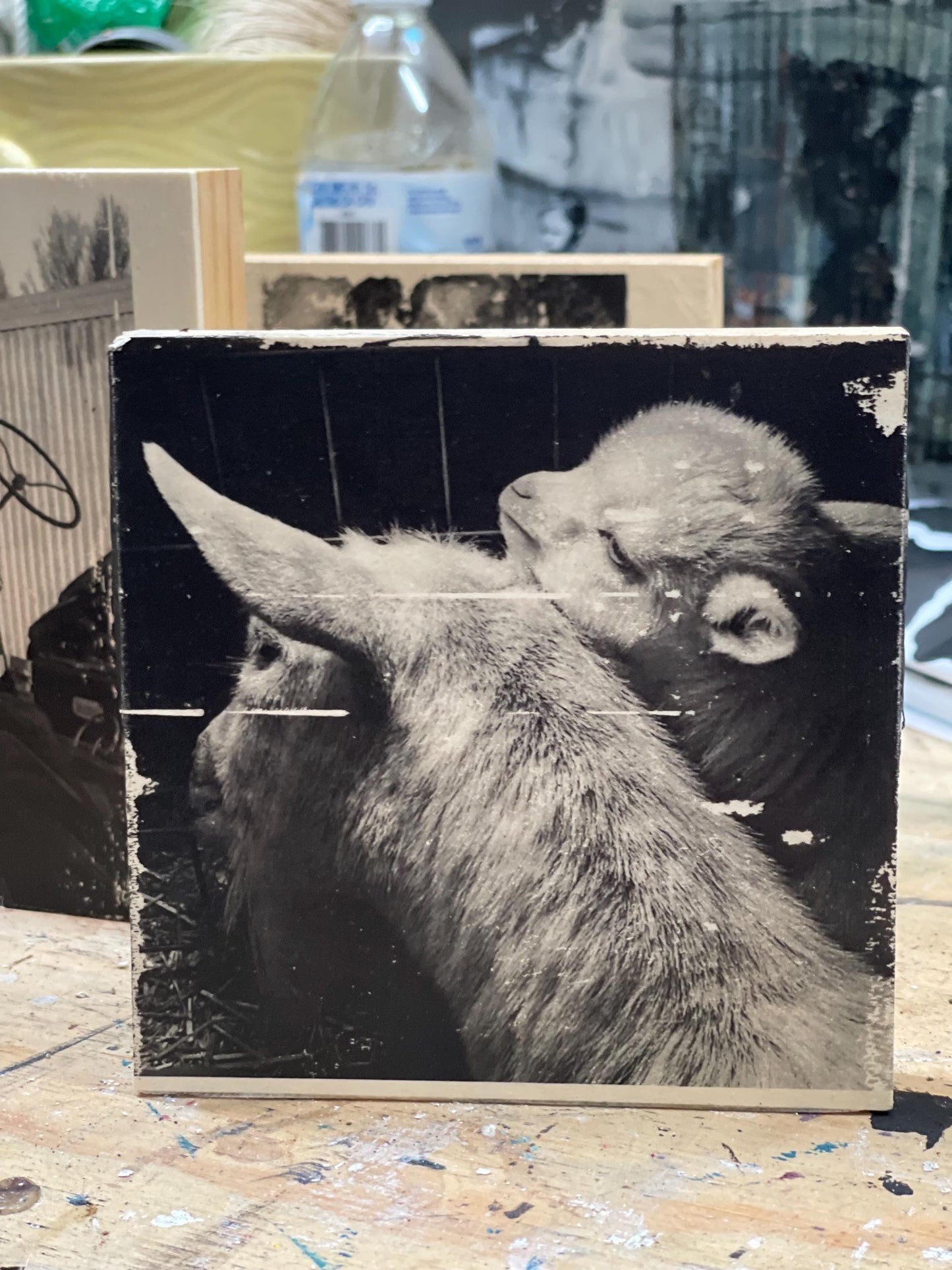 Baby goat Ink Transfer on Wood Panel, monochrome, black and white. One of a kind, each transfer has subtle differences & unique qualities.