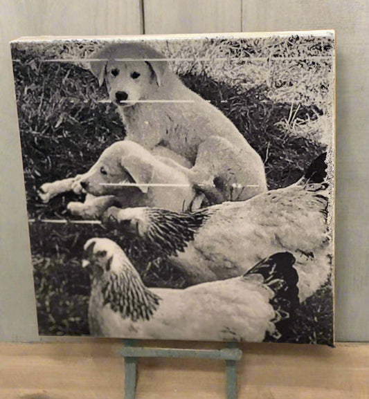 Akbash pups with chickens, ink Transfer on Wood Panel. One of a kind, each transfer has subtle differences & unique qualities.