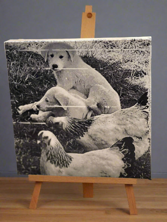 Akbash LGD pups with chickens | ink Transfer on Wood Panel | desk art | office decor | animal art | black and white | dog photograph