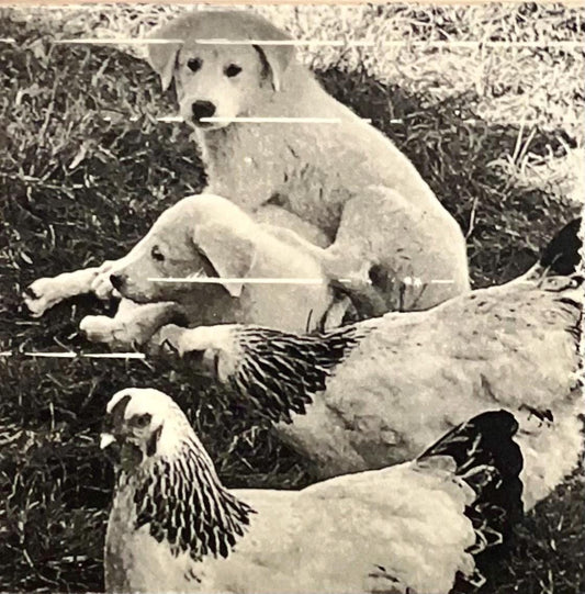 Akbash LGD pups with chickens | ink Transfer on Wood Panel | desk art | office decor | animal art | black and white | dog photograph